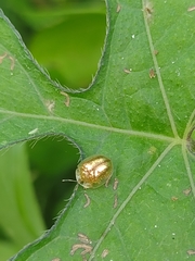 Coptocycla texana