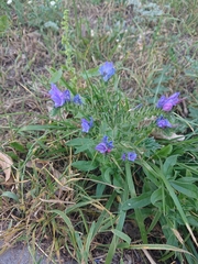 Echium vulgare
