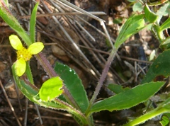 Osteospermum ciliatum