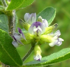 Psoralea polysticta