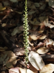 Platanthera transversa