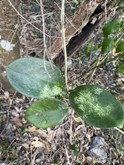 Hoya australis