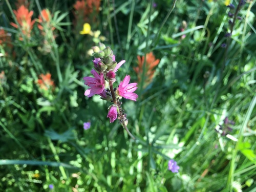 iNaturalist observation photo of Large Daisy Aphids