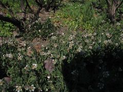 Roepera sessilifolia