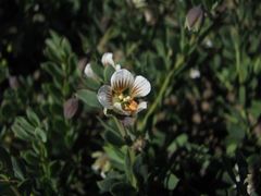 Roepera sessilifolia