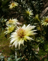 Phylica pubescens pubescens
