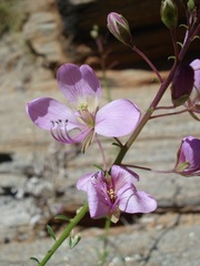 Cleome oxyphylla oxyphylla