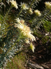 Phylica pubescens pubescens
