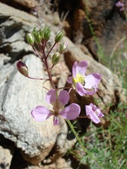 Cleome oxyphylla oxyphylla