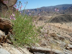 Cleome oxyphylla oxyphylla