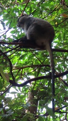 Cercopithecus mitis labiatus