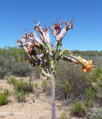Cotyledon orbiculata spuria