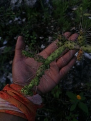 Opuntia pubescens