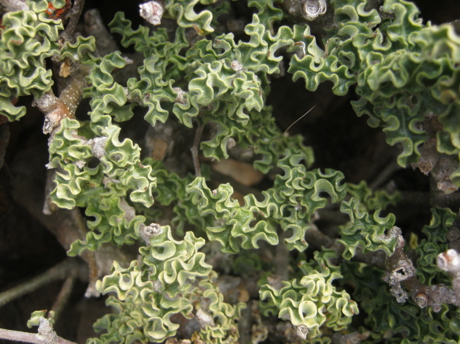 Cape Kambro