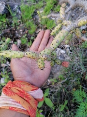 Opuntia pubescens