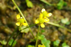 Ranunculus hyperboreus