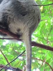 Cercopithecus mitis labiatus