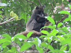 Cercopithecus mitis labiatus