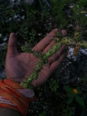 Opuntia pubescens