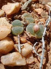 Conophytum limpidum