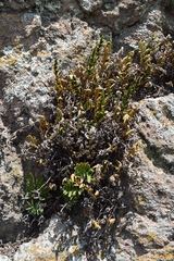 Pleopeltis thyssanolepis