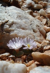 Conophytum limpidum