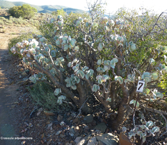 Crassula arborescens
