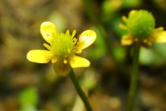 Ranunculus hyperboreus