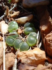 Conophytum limpidum