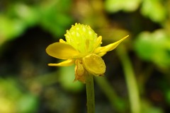 Ranunculus hyperboreus