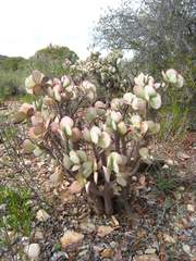 Crassula arborescens