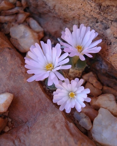 Ophthalmophyllum limpidum (S.A.Hammer) S.A.Hammer