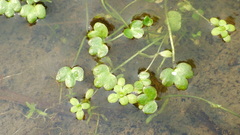 Ranunculus hyperboreus