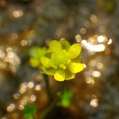 Ranunculus hyperboreus