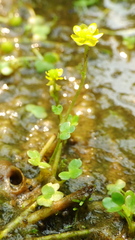 Ranunculus hyperboreus