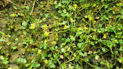 Ranunculus hyperboreus