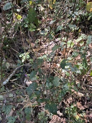 Hypoestes phyllostachya