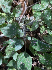 Hypoestes phyllostachya