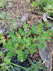 Bursera glabrifolia