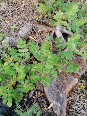 Bursera glabrifolia