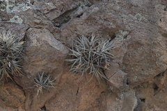 Tillandsia lepidosepala