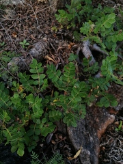 Bursera glabrifolia