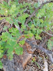Bursera glabrifolia