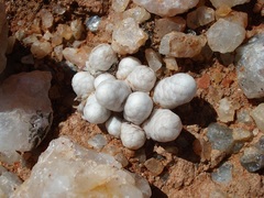 Anacampseros papyracea