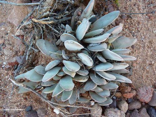 Crassula cotyledonis