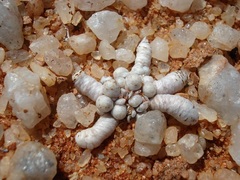 Anacampseros papyracea