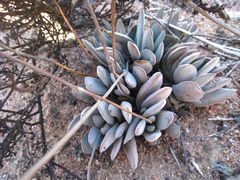 Crassula cotyledonis