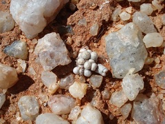 Anacampseros papyracea