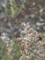 Salvia yangii