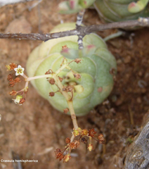 Crassula hemisphaerica